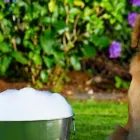 Imagem 3 da empresa ADESTRAMENTO, HOSPEDAGEM, CANIL PLACE DOG Hospedagem De Cães em Porto Alegre RS