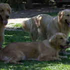Imagem 4 da empresa ADESTRAMENTO, HOSPEDAGEM, CANIL PLACE DOG Hospedagem De Cães em Porto Alegre RS