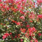 Imagem 11 da empresa ESCOLA DE EDUCAÇÃO INFANTIL BOUGAINVILLE Berçários em São Paulo Brasil