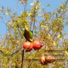 Imagem 15 da empresa ESCOLA DE EDUCAÇÃO INFANTIL BOUGAINVILLE Berçários em São Paulo Brasil