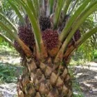 Imagem 7 da empresa PRÓ - DENDÊ Projetos Industriais em Belém PA