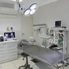 Imagem 1 da empresa SMILE4PETS - ODONTOLOGIA VETERINÁRIA E ESPECIALIDADES VETERINÁRIAS Veterinários - Oftalmologia em São Paulo SP