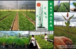 Imagem 4 da empresa FLORICULTURA YAMANAKA - MARCO Paisagismo em Belem Brasil