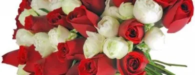 Imagem 5 da empresa FLORICULTURA VISAFLORES Flores em São Paulo Brasil