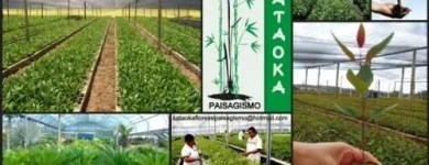 Imagem 4 da empresa FLORICULTURA YAMANAKA - MARCO Paisagismo em Belem Brasil