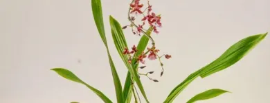 Imagem 3 da empresa TOQUE VERDE Floriculturas em Vitória ES