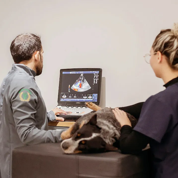Imagem 4 da empresa DR. GUILHERME AQUINO | CARDIOPATAS CARDIOLOGIA VETERINÁRIA JACAREÍ